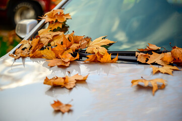 Autumn leaves on ground and trees