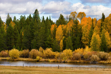 Autumn Forest Colors along Spring Creek in rural Oregon