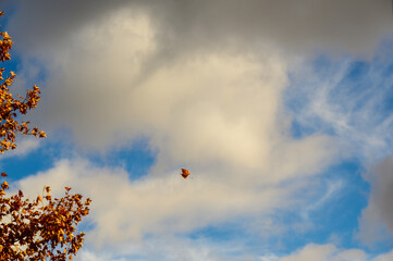 Autumn leaves on ground and trees