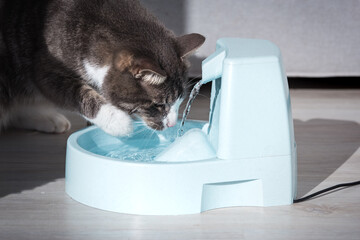 Cat drinks clean water from water dispenser. Cat water fountain. Pet thirst. Dehydration in a cat. © Creative Cat Studio