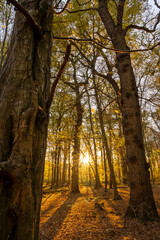 Fototapeta na wymiar Wald im Licht einer untergehenden Sonne mit schönen Herbstfarben