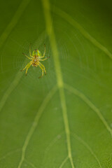 A spider web hanging on small branches with a small spider in the center of the image, the cobweb...