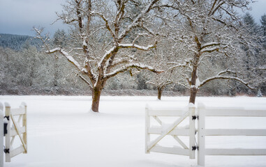 Winter Landscape white gate and tree