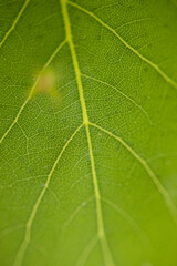 A spider web hanging on small branches with a small spider in the center of the image, the cobweb shines from the sunlight. In the background a large green leaf