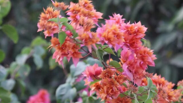 Beautiful Leaves Of Bright Pink Colored Flowers Of Outdoor Hedge Bougainvillea Plants Branches Shaking And Swaying Due to Wind In During Spring Season