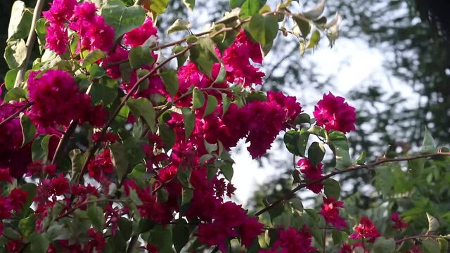 Beautiful Leaves Of Bright Red Colored Flowers Of Outdoor Hedge Bougainvillea Plants Branches Shaking And Swaying Due to Wind In During Spring Season