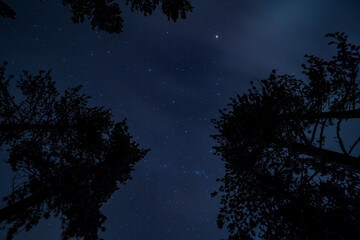 Image of the night sky with snow covered pine trees.