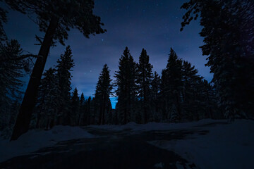 Fototapeta na wymiar Image of the night sky with snow covered pine trees.