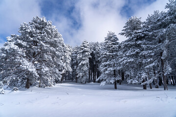 Uludag winter landscape snow forest background