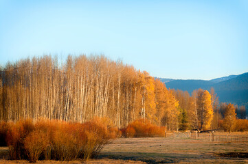Autumn Dawn Light in Cattle Country