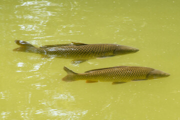 Two chubs (Squalius cephalus) swimming next to each other, seen through the water surface