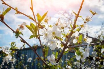 Branches of blossoming cherry close-up against the backdrop of rural buildings in sunlight. Beautiful floral image of spring nature. Spring concept. Beautiful orchard in Springtime.