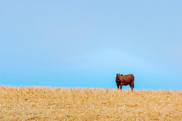 Lone cow in a field