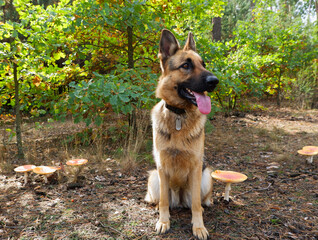German shepherd female dog posing against the background of the autumn forest