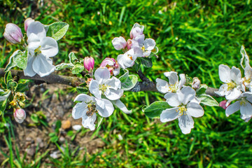 Bright, juicy blooming flowers of an apple tree on a branch. Top view. Natural spring background with blooming apple tree.