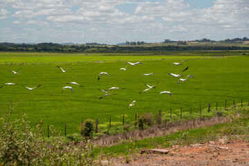 Flock of storks (Ciconia maguari) flock in fields of the Pampa Biome in southern Brazil