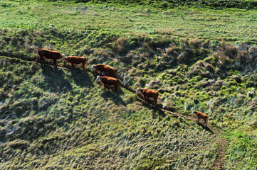 Cattle climb a hillside following a trail