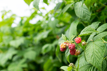 Raspberry on twig with ripe berry and soft blurred plants in the background