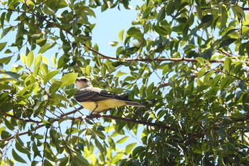 Western kingbird perched on a small branch in the Shasta Valley Wildlife Area in northern California. 