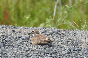 A killdeer resting on a mound of gravel at the Shasta Valley Wildlife Area in northern California.