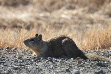 Naklejka na ściany i meble A California ground squirrel enjoying the warmth of the sun, Merced, California.
