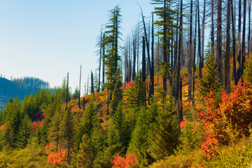 New Growth in old Forrest Fire