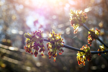 Close-up Acer negundo flowers against sunshine in springtime. Selective focus.