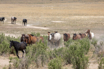 Herd of Wild Horses in Utah 