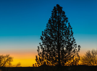 Conifer Tree in the Sunset