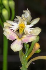 Obraz premium Epidendrum Orchid Flower 'Kuai Fantasy'