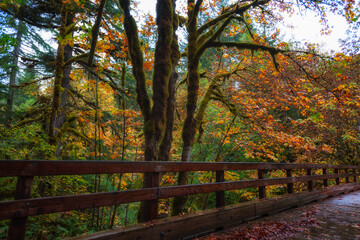 Autumn Colors along foot bridge