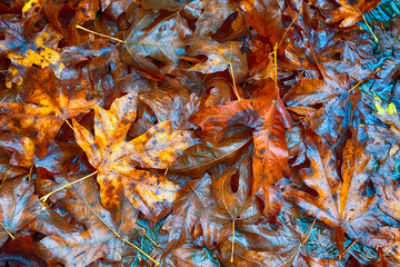 Closeup of wet autumn maple leaves