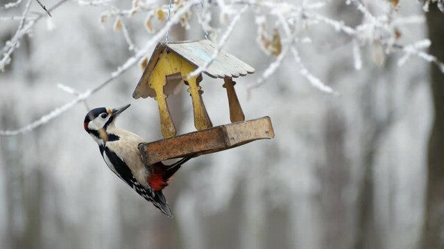Close-up of woodpecker with red breast eating food from feeder in winter park