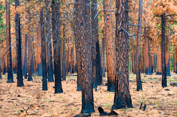 Burnt Forest Near Sister's Oregon