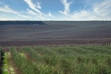 Obraz premium Large Andalusian farm cultivated with thousands of small olive trees