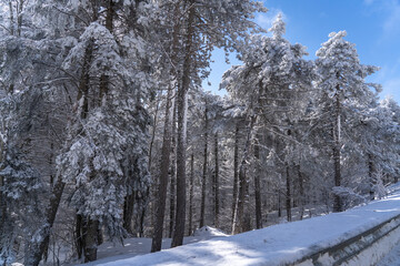 Uludag winter landscape snow forest background