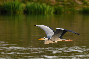 Grey heron bird flying over the river. Frozen motion. With its slow flapping wings and its long legs held out behind it. Side view. Genus species Ardea cinerea .