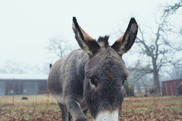Mini donkey close up on foggy winter morning.
