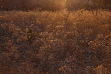 Fototapeta na wymiar Texas weeds in rural field during winter sunset.