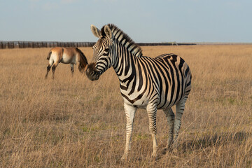 Fototapeta na wymiar Zebra animal standing in steppe, Ukraine, Askaniya-Nova