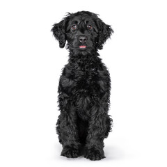 Sweet curious black puppy Labradoodle or cobberdog, sitting facing front with his tongue out his mouth, looking in the camera. Isolated on a white background.