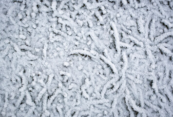 frozen and snowy grass