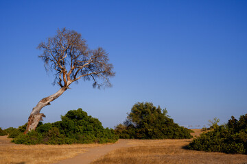tree on the hill