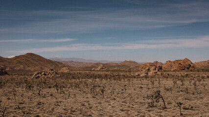 Joshua tree landscape