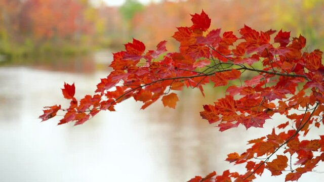 A close up of red maple leaves hanging over a calm river that  flowing through Kawartha Highlands Provincial Park, Ontario, Canada