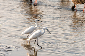 Little Egret on a pond in an early autumn morning near Zikhron Ya'akov, Israel. 