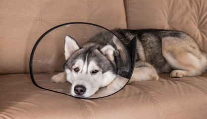Siberian Husky dog in a protective Elizabethan collar after surgery lies on the couch