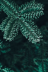 Frozen Christmas trees. Green pine branches are covered with hoarfrost. Winter and Christmas background. Top view. Copy, empty space for text