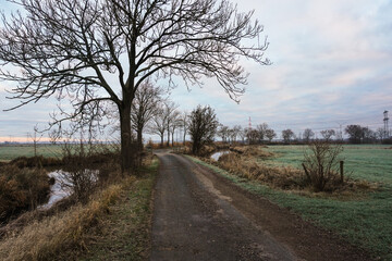 Fototapeta na wymiar road through the fields with trees left and right on a winter morning