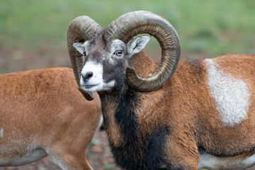 European mouflon (in german Europäischer Mufflon) Ovis gmelini musimon, Ovis orientalis musimon,...